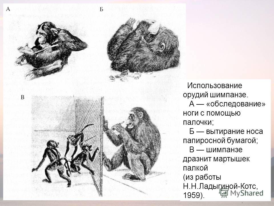 Использование орудий шимпанзе. А «обследование» ноги с помощью палочки; Б вытирание носа папиросной бумагой; В шимпанзе дразнит мартышек палкой (из работы Н.Н.Ладыгиной-Котс, 1959).