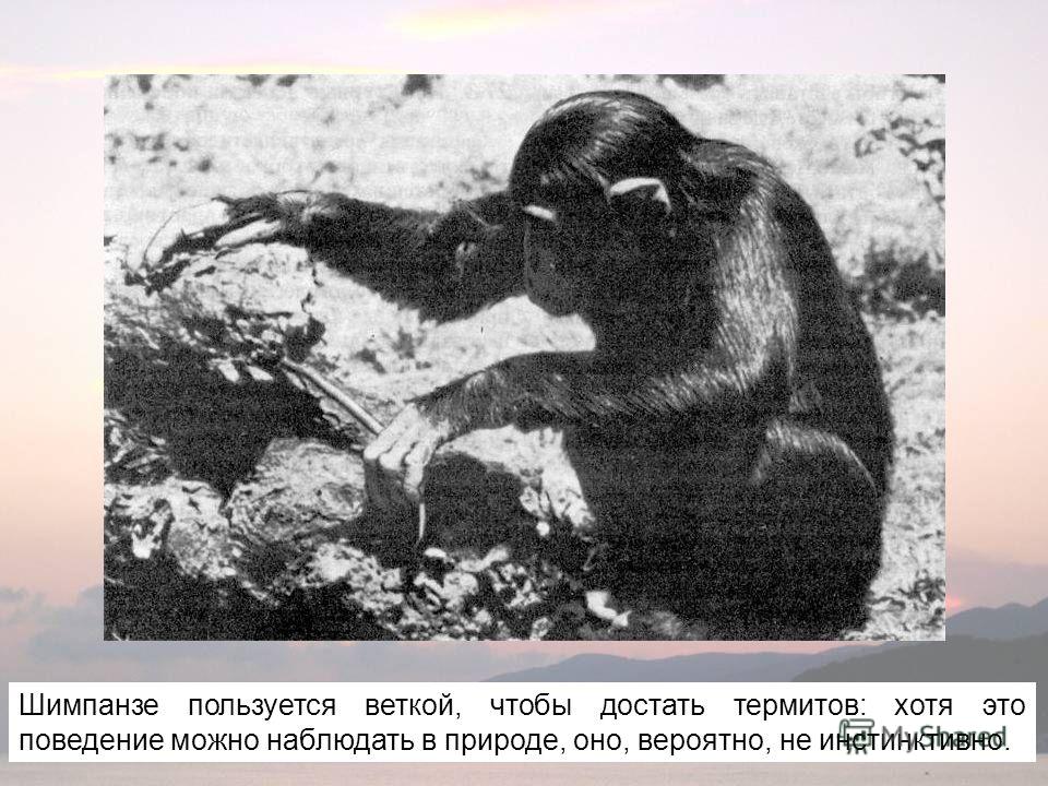 Шимпанзе пользуется веткой, чтобы достать термитов: хотя это поведение можно наблюдать в природе, оно, вероятно, не инстинктивно.