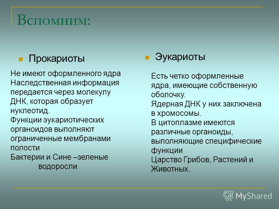 Фотографии СПОСОБ ПИТАНИЯ ЭУКАРИОТ ЖИВОТНЫХ