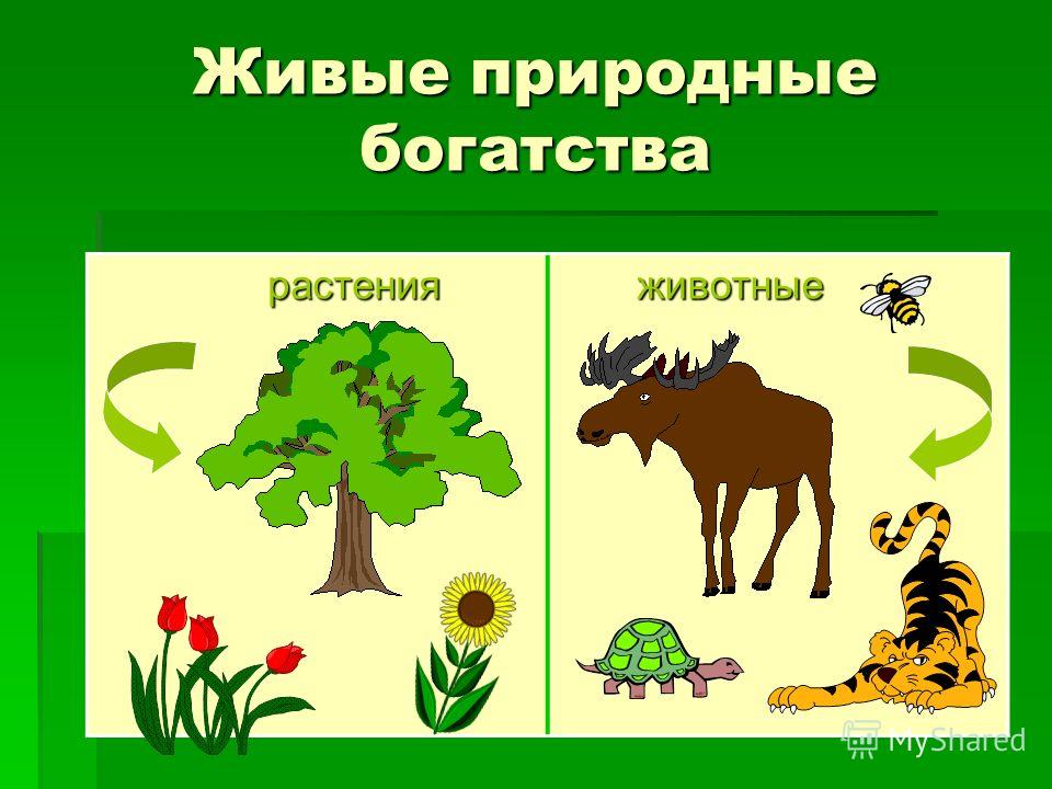 Проект о природных ресурсах