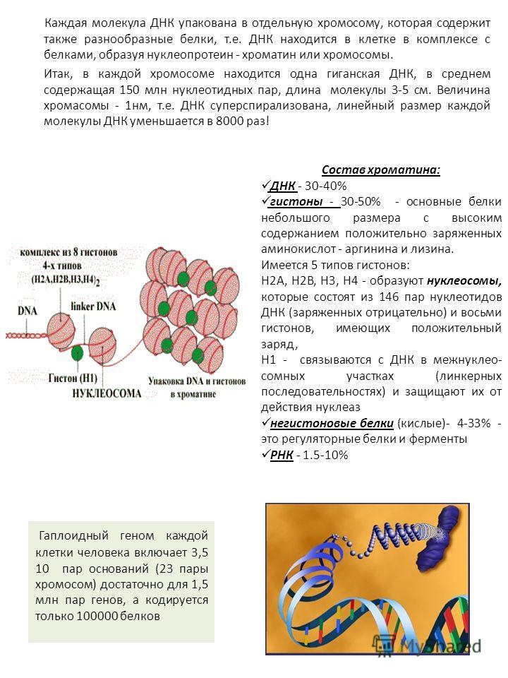 Днк которые связаны с белками Днк которые связаны с белками