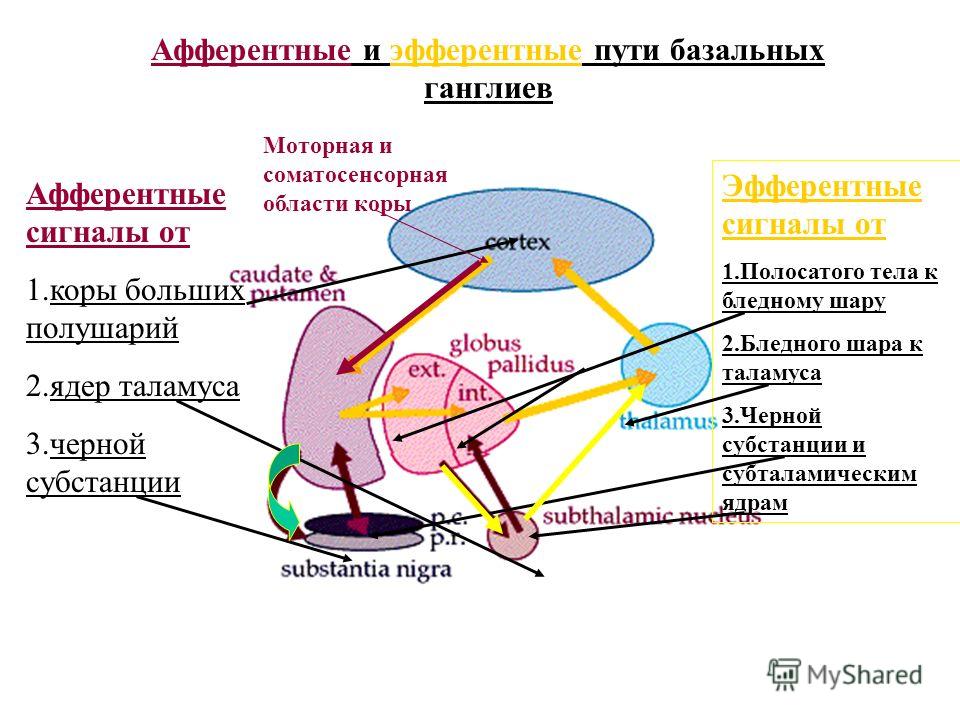 Ядро таламуса связанное с регуляцией движений находится Ядро таламуса связанное с регуляцией движений находится