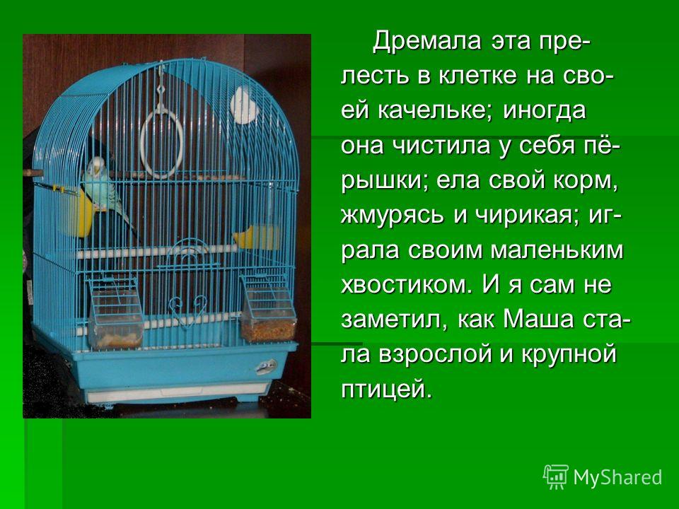 Сочинение Про Птицу 6 Класс Сочинение Про Птицу 6 Класс