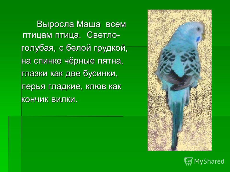 Сочинение Про Птицу 6 Класс Сочинение Про Птицу 6 Класс