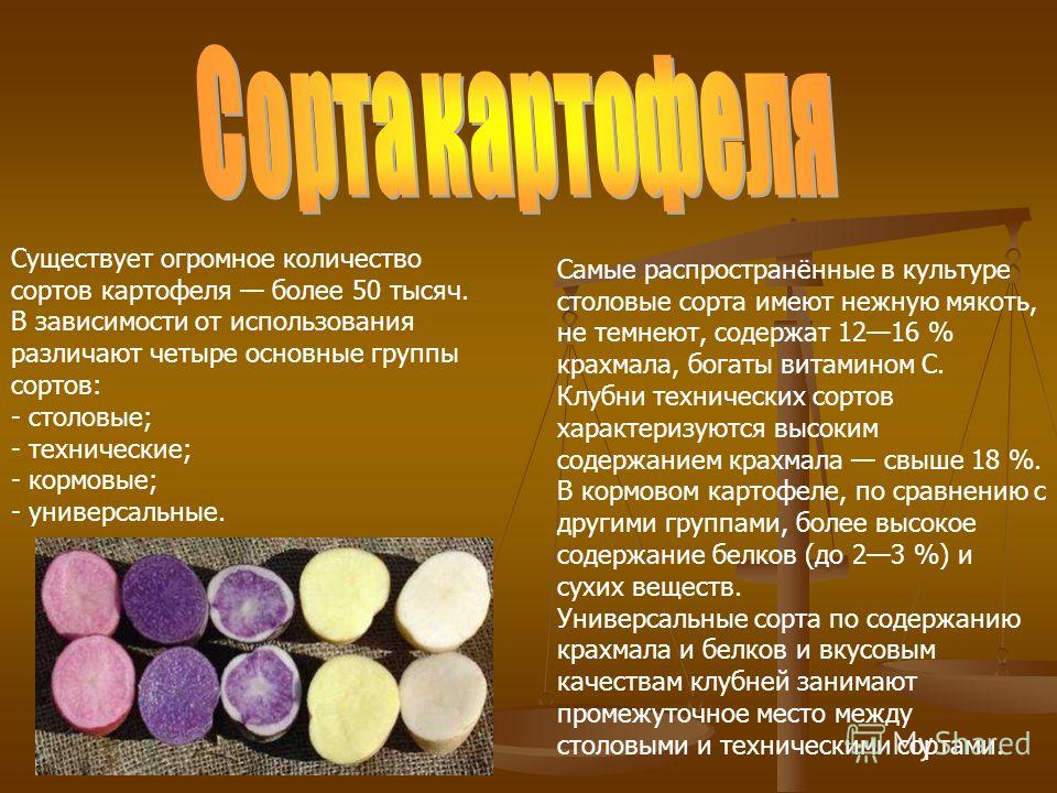Картофель с низким содержанием крахмала сорт Картофель с низким содержанием крахмала сорт