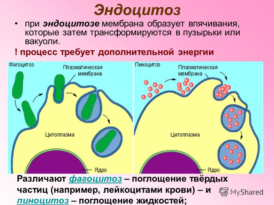 Эндоцитоз при эндоцитозе мембрана образует впячивания, которые затем трансформируются в пузырьки или вакуоли. ! процесс требует дополнительной энергии Различают фагоцитоз – поглощение твёрдых частиц (например, лейкоцитами крови) – и пиноцитоз – погло