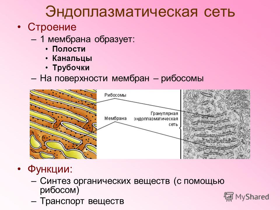 Эндоплазматическая сеть Строение –1 мембрана образует: Полости Канальцы Трубочки –На поверхности мембран – рибосомы Функции: –Синтез органических веществ (с помощью рибосом) –Транспорт веществ
