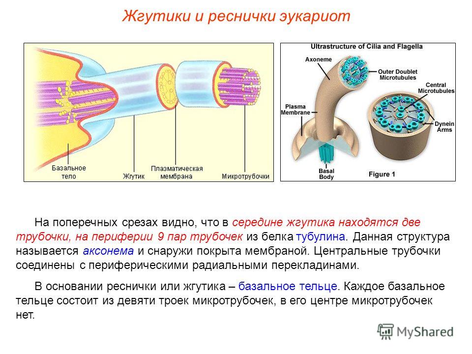 Роль жгутиков и ресничек Роль жгутиков и ресничек