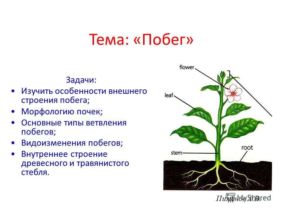 Презентация виды изменения побегов биология 6 класс