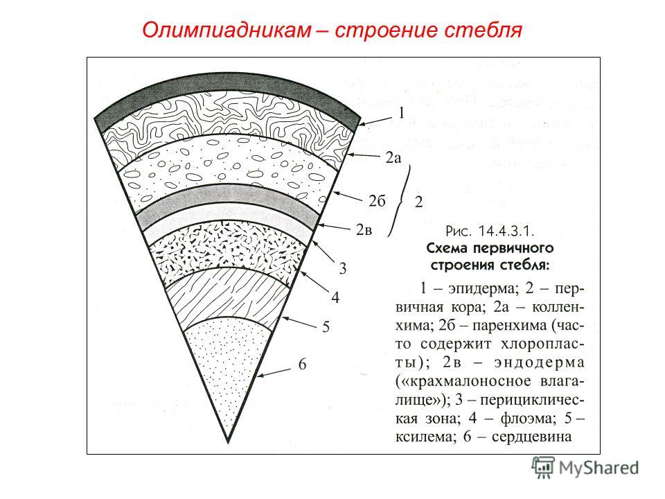 Схема строения стебля растения Схема строения стебля растения