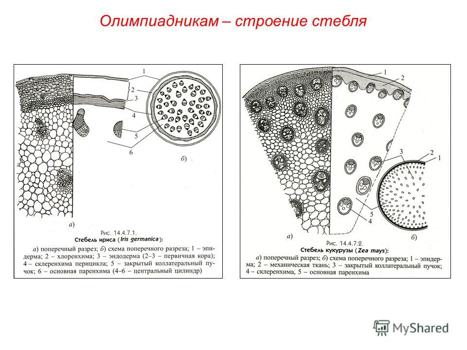 Стебель однодольного растения схема Стебель однодольного растения схема