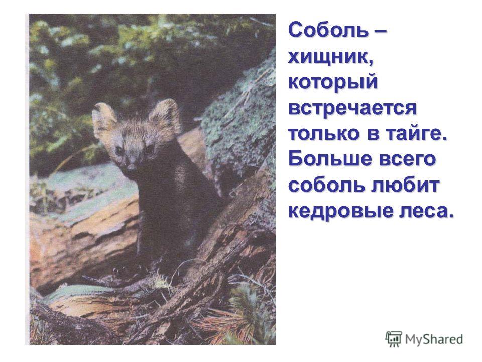 Соболь – хищник, который встречается только в тайге. Больше всего соболь любит кедровые леса.
