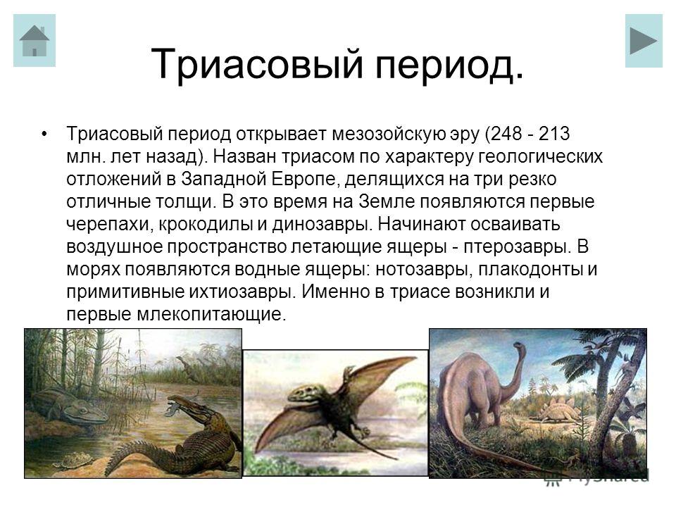 Доклад: Мезозойская эра. Триасовый период Доклад: Мезозойская эра. Триасовый период