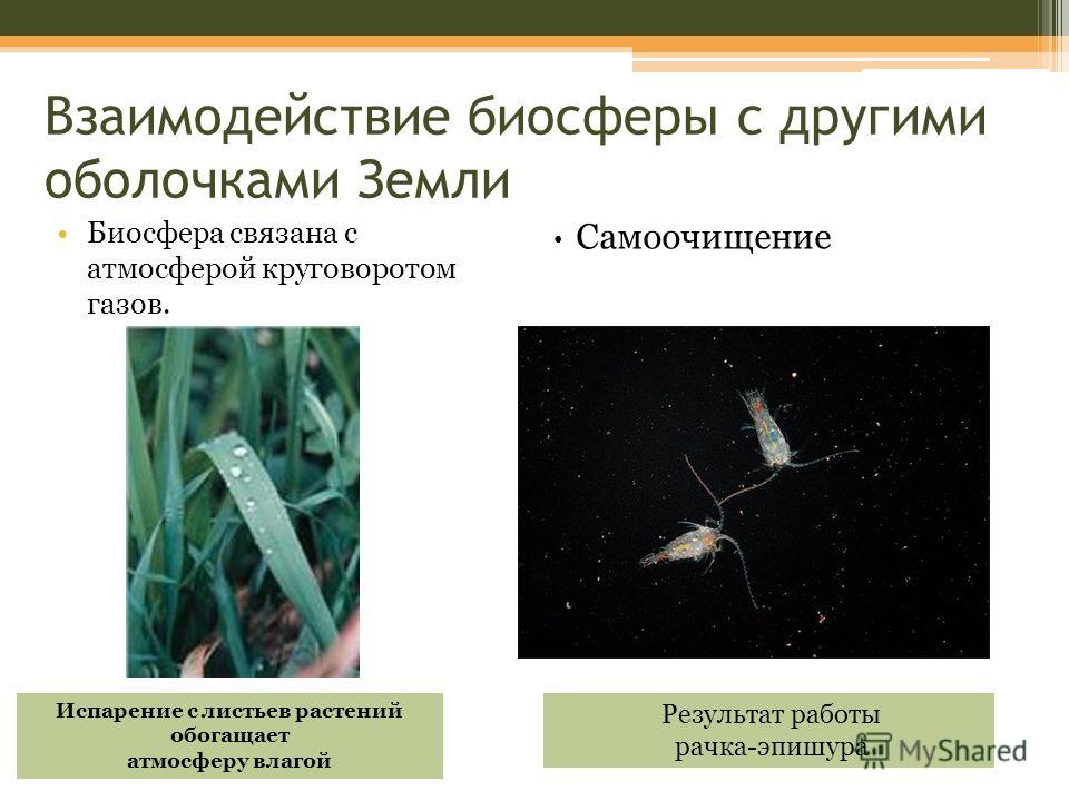 С чем связана устойчивость биосферы С чем связана устойчивость биосферы
