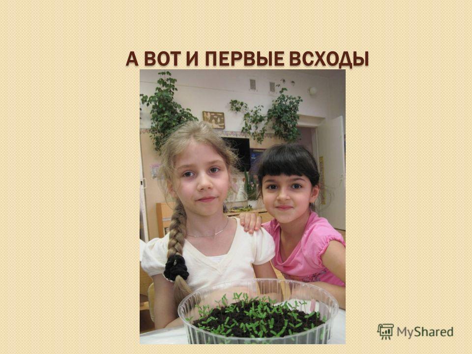 Грунт на засыпку цена, где купить в Новосибирске Почтовые индексы Белгородская область, Город Белгород