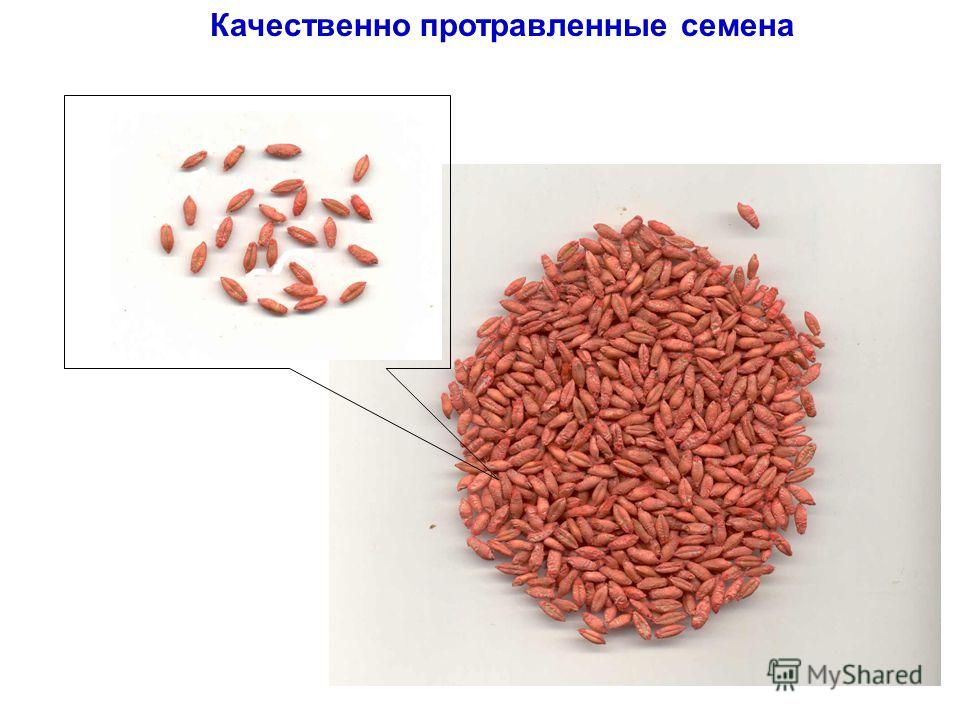 Куплю протравленные семена Куплю протравленные семена