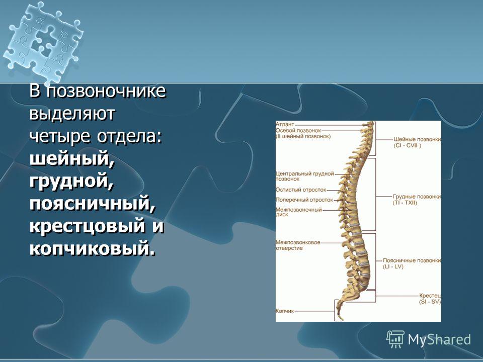 Крестцовый и копчиковый отдел функции. Презентация на тему: "1. Функции скелета Функции скелета 2. Отделы. Позвоночник человека в картинках: строение, основные отделы | Медицина. Лордозы и кифозы позвоночника | Биологический репетитор | Дзен