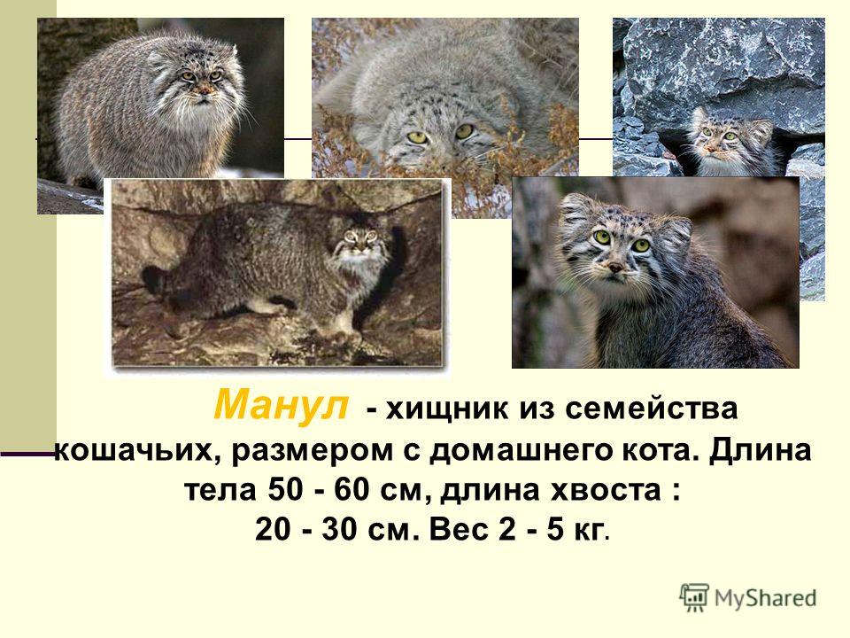 Манул - хищник из семейства кошачьих, размером с домашнего кота. Длина тела 50 - 60 см, длина хвоста : 20 - 30 см. Вес 2 - 5 кг.