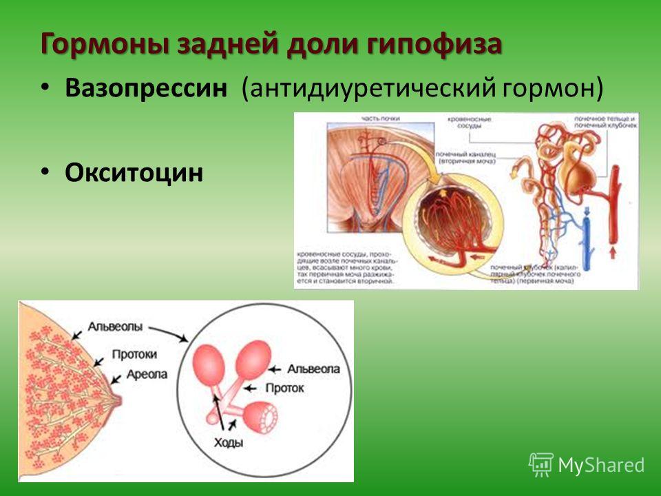 Отек мозга: причины и последствия. Отек головного Отек мозга: причины и последствия. Отек головного