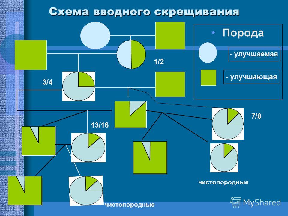 Презентация на тему: "Скрещивание. План лекции Виды скрещивания Определение кров