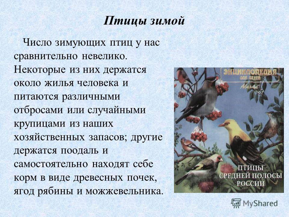 Картинки птиц зимующих у нас Картинки птиц зимующих у нас