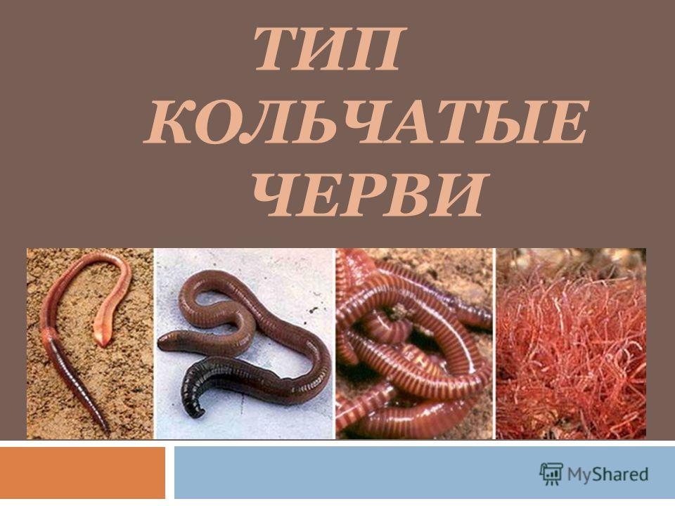 презентация черви паразиты человека презентация черви паразиты человека