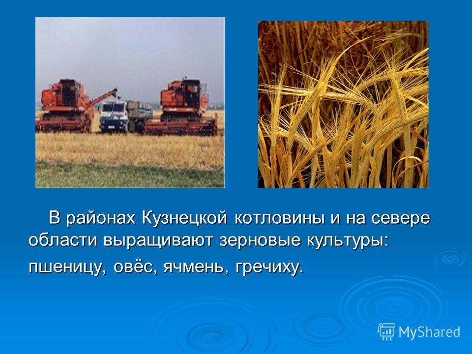 Растениеводство в нашем крае