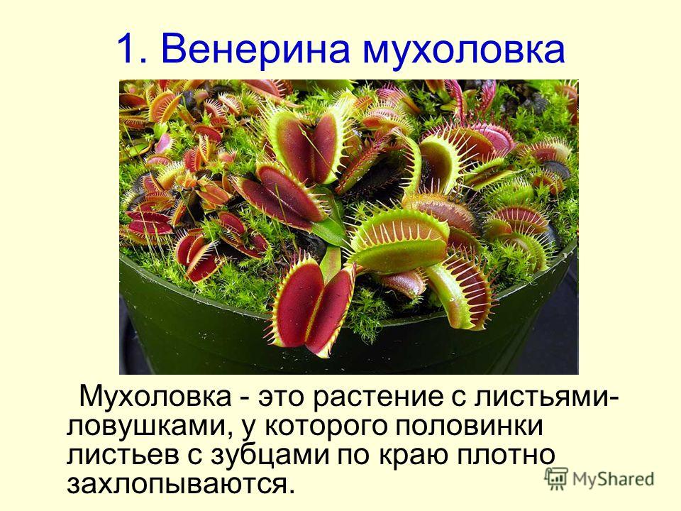 Как сделать цветок хищник Как сделать цветок хищник