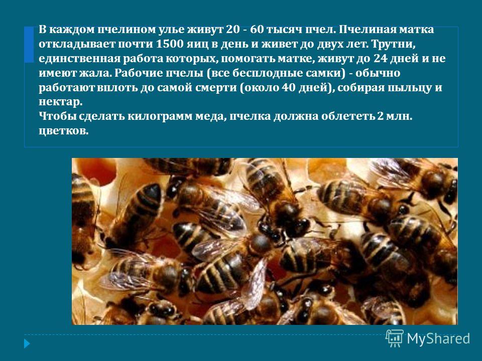 антибиотики паразитов в организме антибиотики паразитов в организме