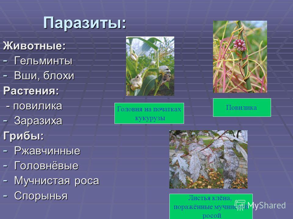 Растения живущие на других растениях: найдено 88 изображений