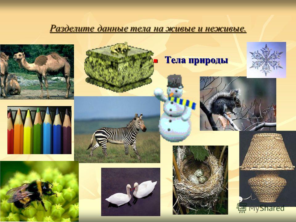 Купить натуральный парик в Санкт-Петербурге. Производство Короткие стрижки с длинной чёлкой