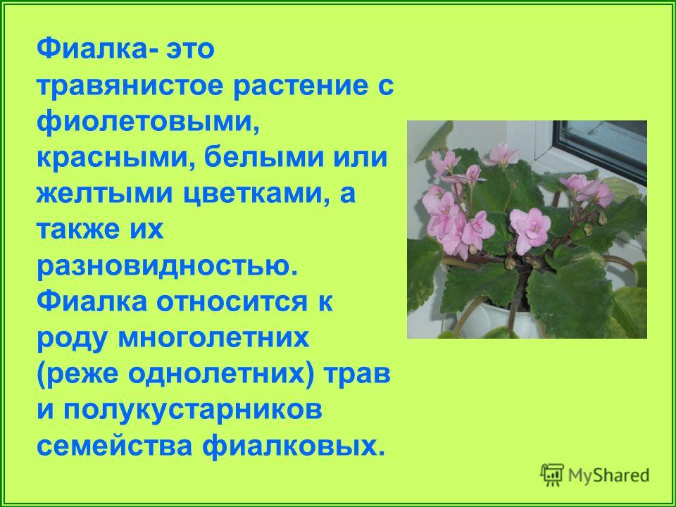 Реферат Введение На Тему Фиалки Реферат Введение На Тему Фиалки