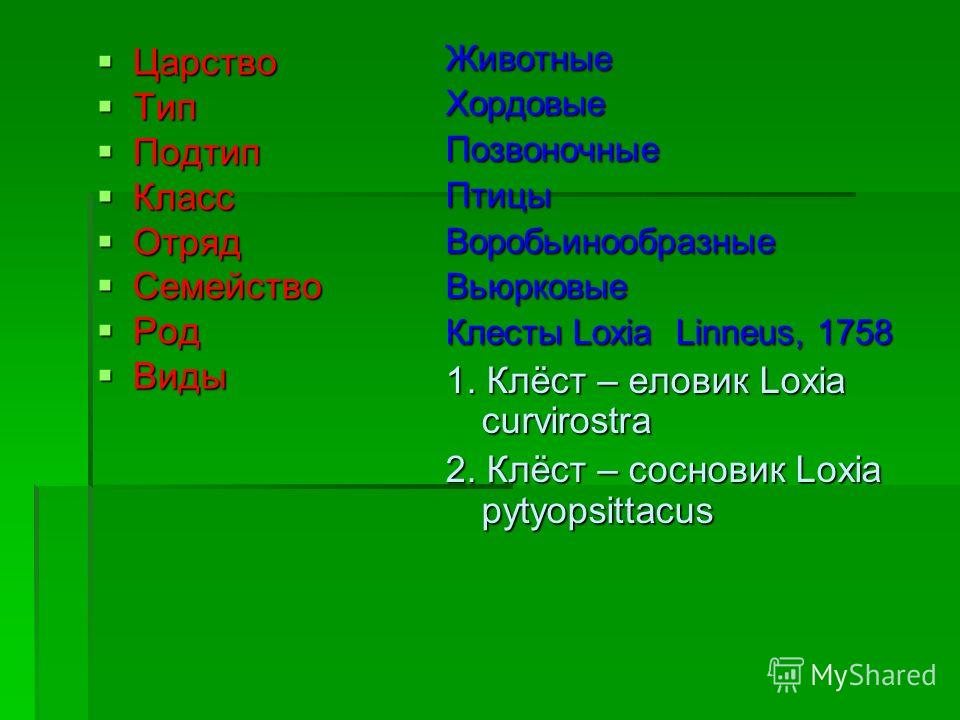 Семена хвойных шишек Семена хвойных шишек