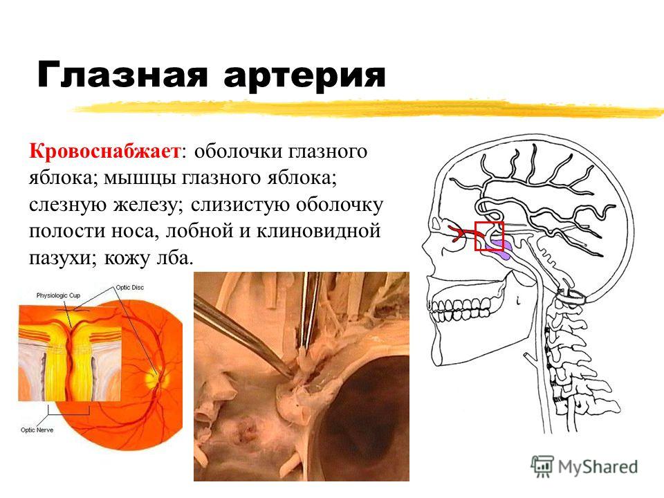 Глаз кровоснабжение схема Глаз кровоснабжение схема