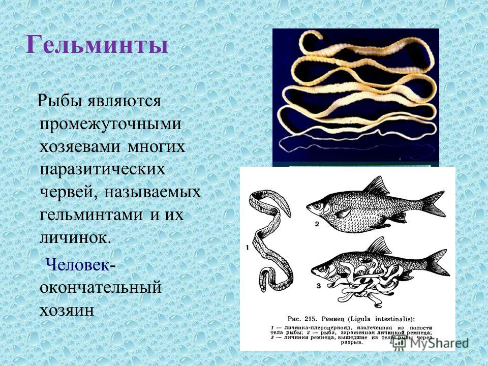 вонь изо рта как избавиться от паразитов вонь изо рта как избавиться от паразитов