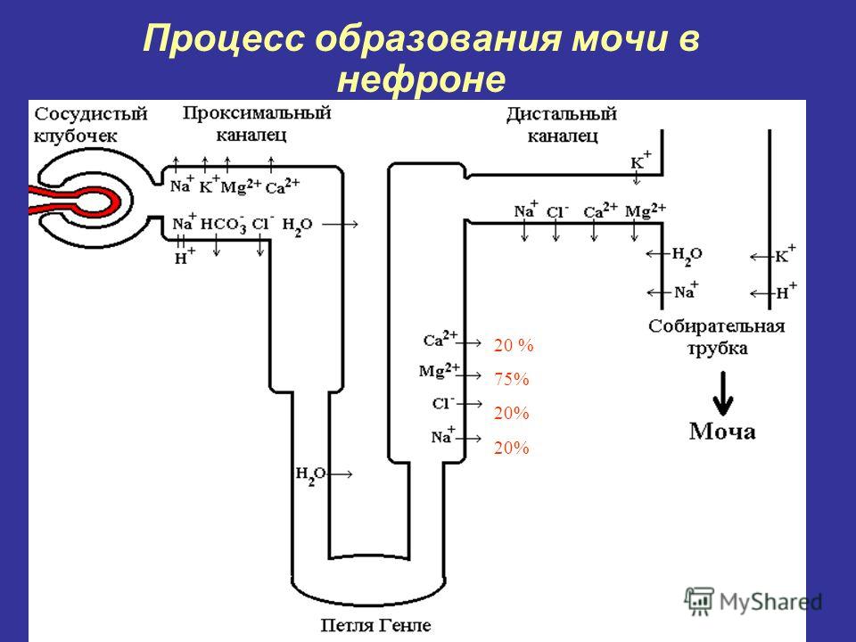 Схема процесса образования мочи Схема процесса образования мочи