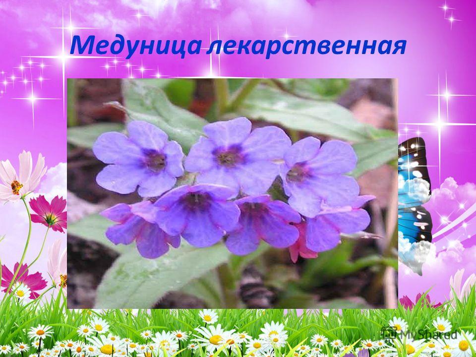 Медуница презентация