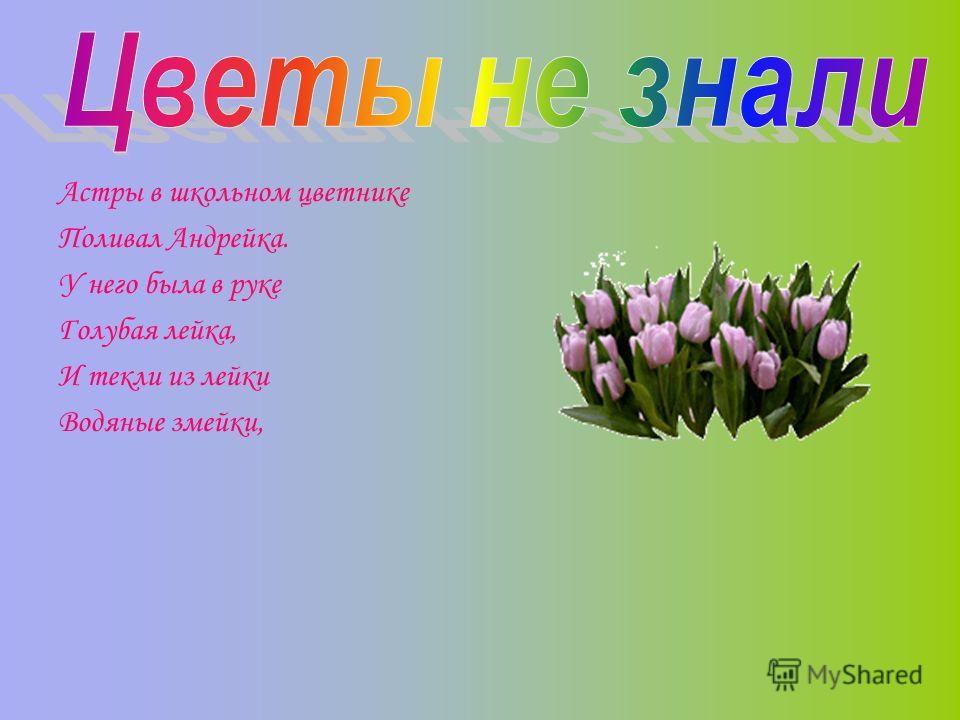Астры стих про них Астры стих про них