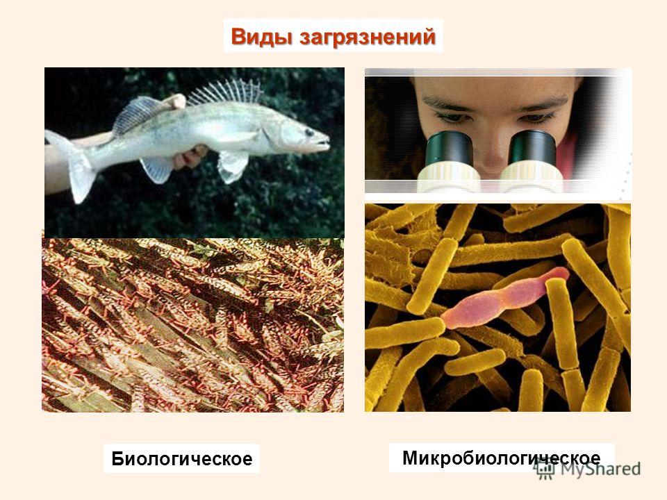 Виды загрязнений Биологическое Микробиологическое