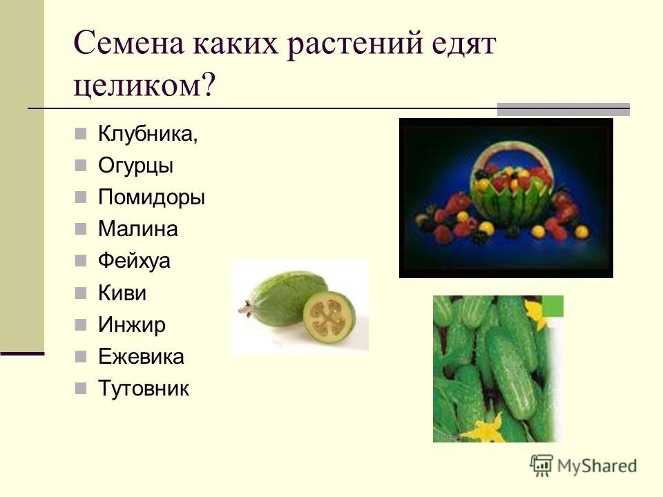 Семена какого растения мы едим Семена какого растения мы едим