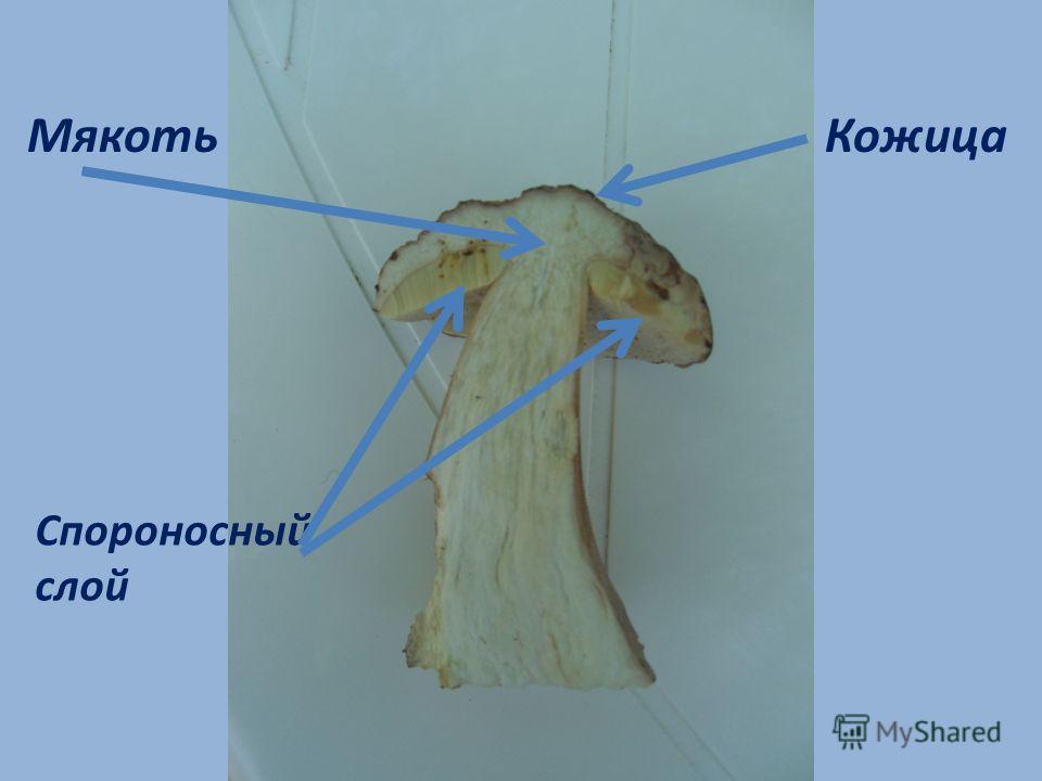 лисички и паразиты в организме человека лисички и паразиты в организме человека