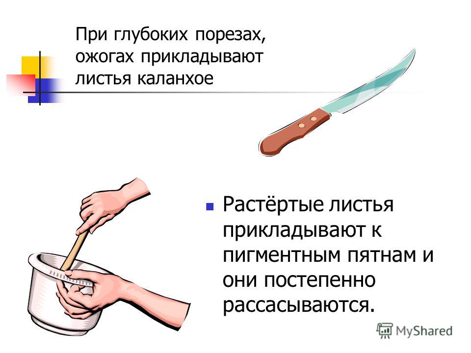 растения очищения организма растения очищения организма