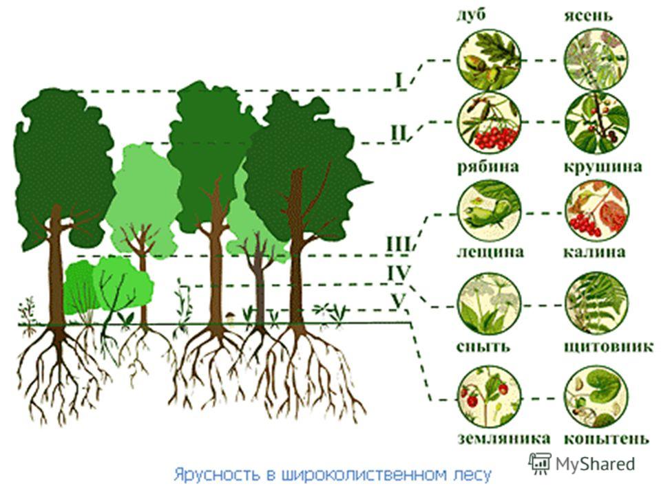 Цепь питания лесного сообщества россии