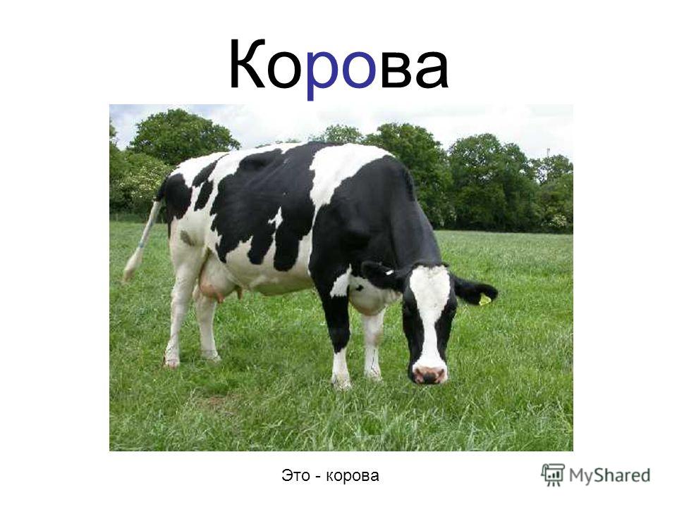 Блюда на заказ тюмень