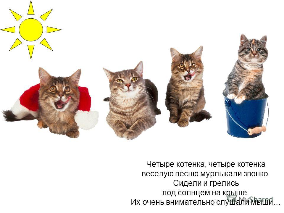 Стих про кота смешной и короткий Стих про кота смешной и короткий