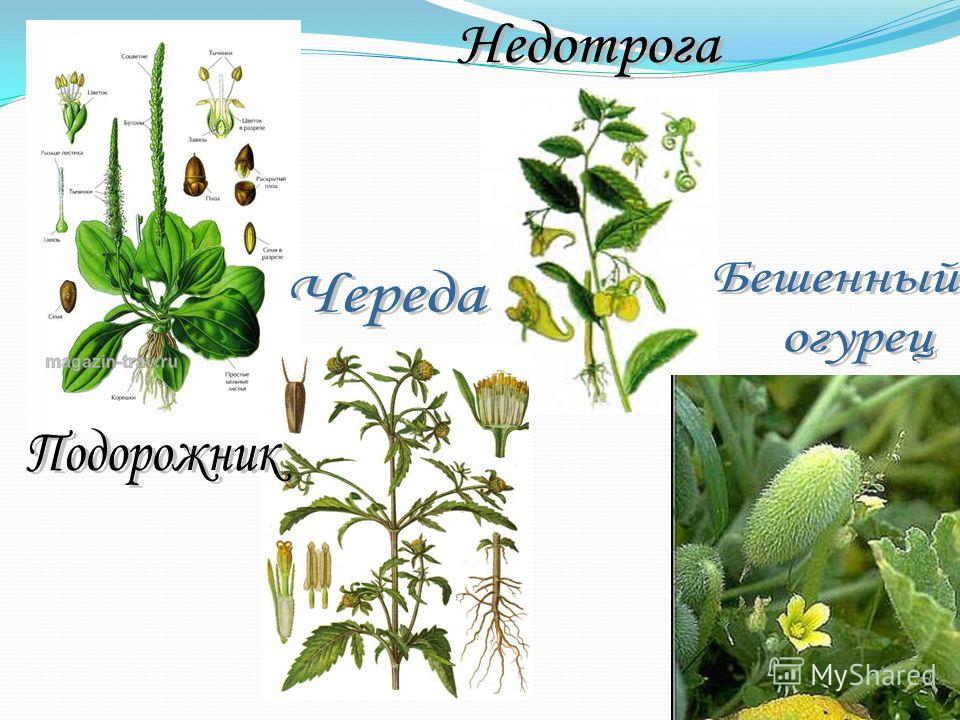 У каких растений бывают семена У каких растений бывают семена