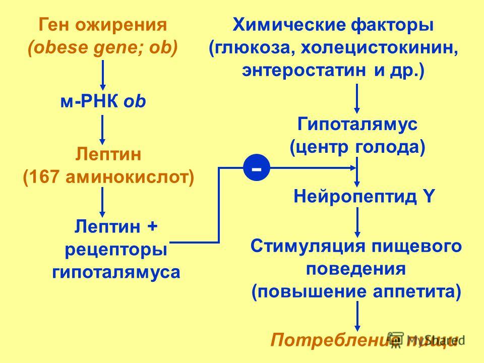 Лишний Вес Ген