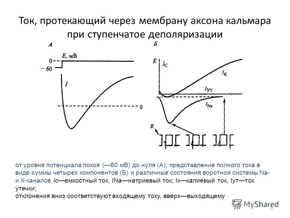Метод фиксации потенциала Метод фиксации потенциала