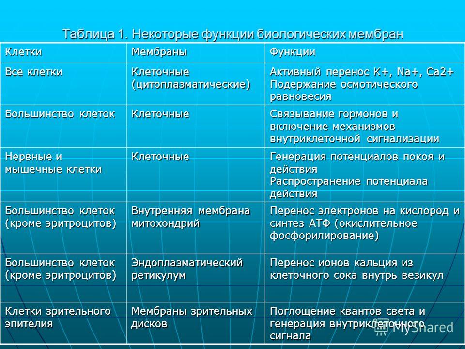 Клеточный особенности строения и функции таблица фото - PwCalc.ru