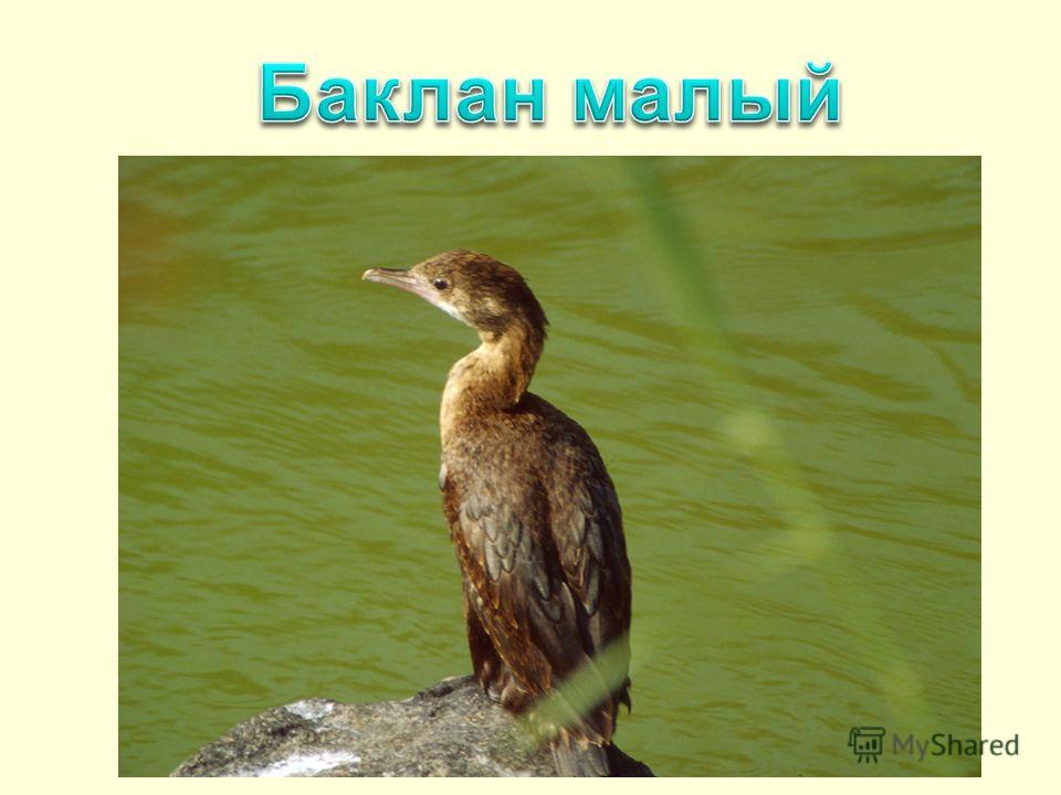 Баклан Фото Птицы Крыма